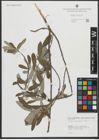 Foto von Salix salviifolia Brot.